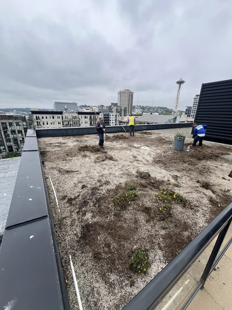 Owner Rick Smoot's Summit Landscape Services crew installing a commercial green roof above the city